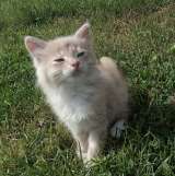 Котеночек в носочках Персик в добрые руки