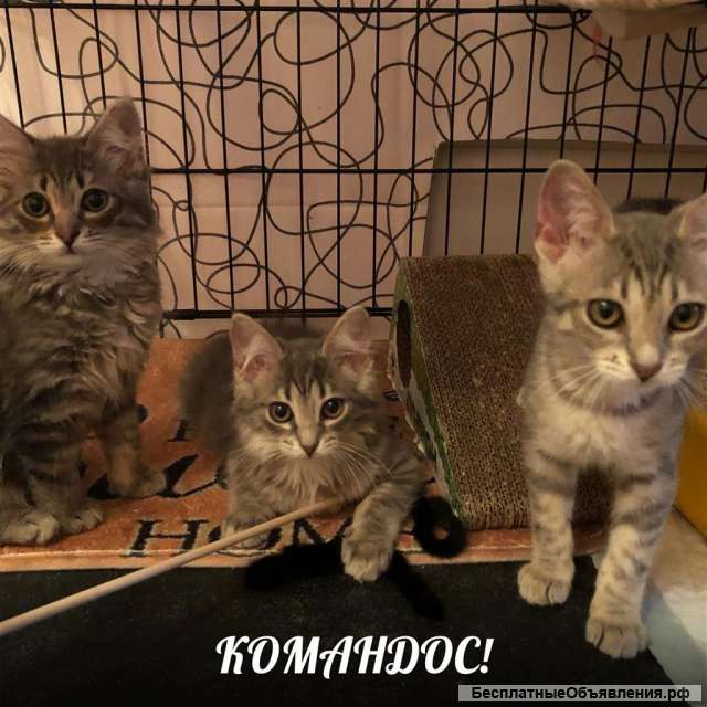 Трое пушистых котят в добрые руки