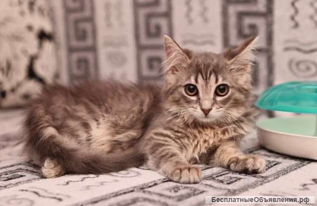 Трое пушистых котят в добрые руки