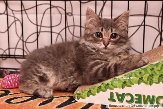 Трое пушистых котят в добрые руки