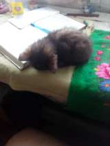 Отдам в доб руки