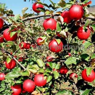 Сборщики яблок вахта с проживанием питанием