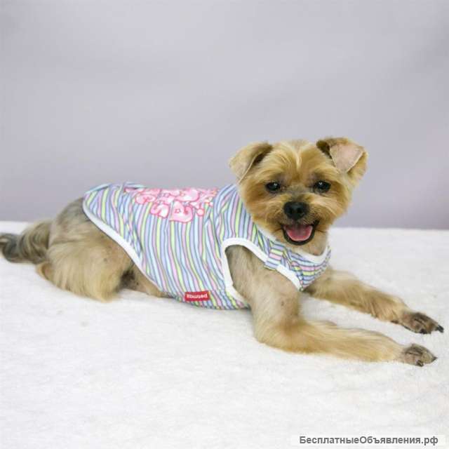 Милый энергичный пёс Марик в добрые руки