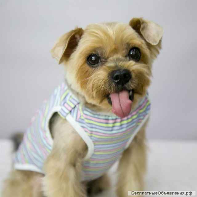 Милый энергичный пёс Марик в добрые руки