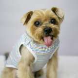 Милый энергичный пёс Марик в добрые руки