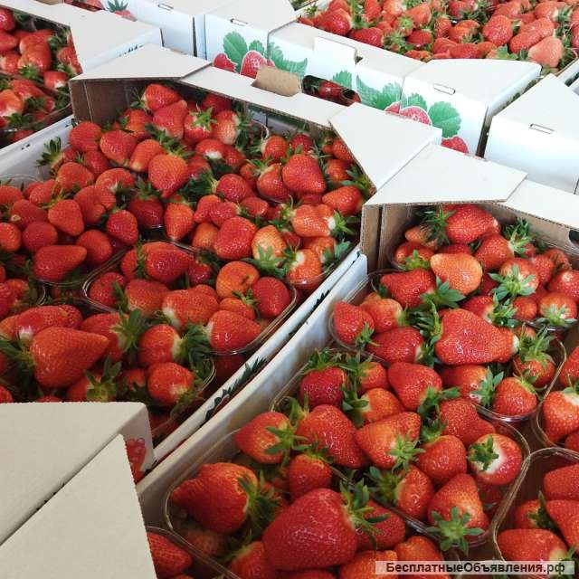 Саженцы Клубники Виктории