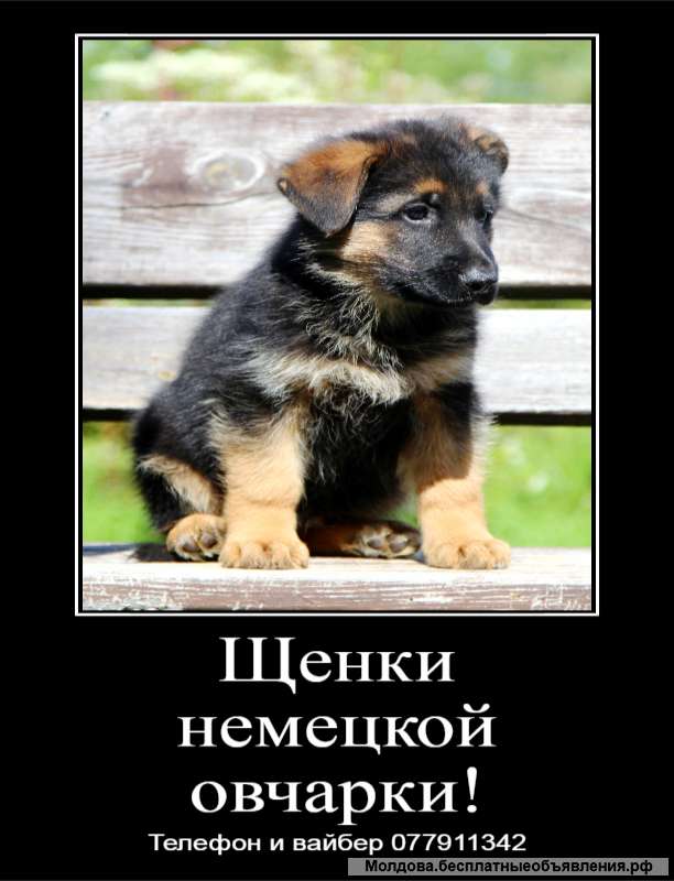 Замечательные щенки немецкой овчарки