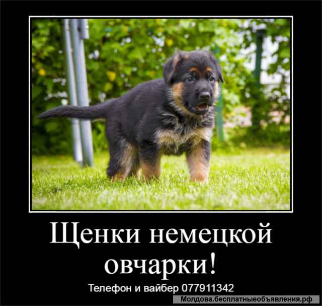 Замечательные щенки немецкой овчарки