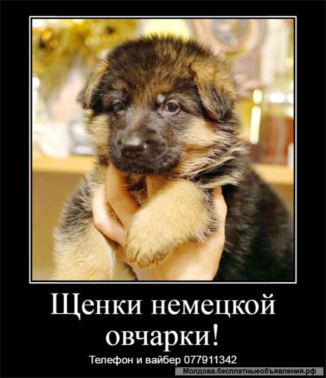 Замечательные щенки немецкой овчарки