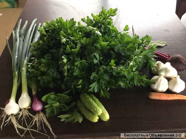 Овощи и зелень из своего огорода