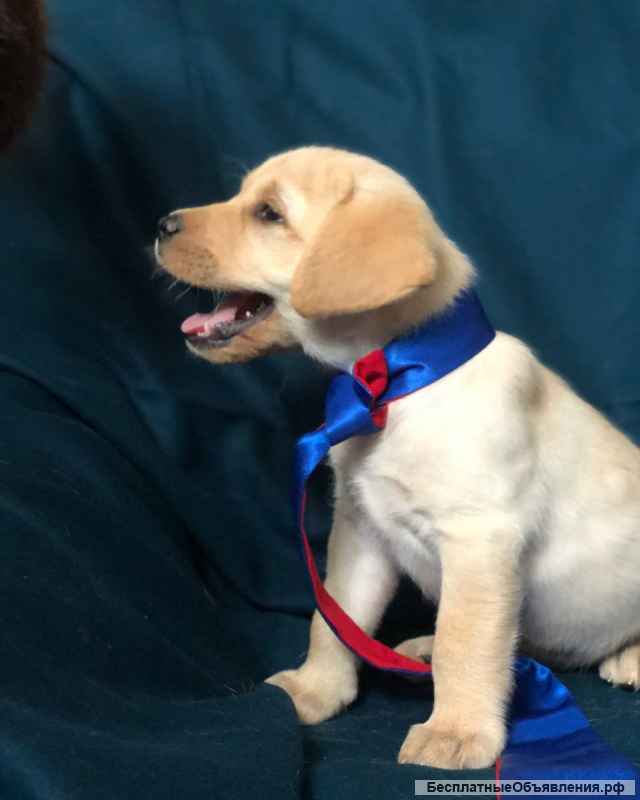Щенки лабрадора палевые