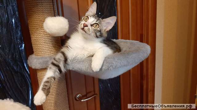 Котёнок Брутал в добрые руки