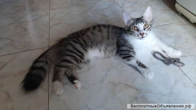 Котёнок Брутал в добрые руки