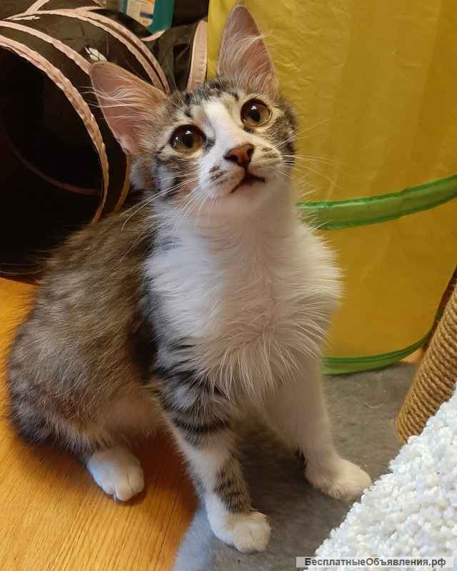 Котёнок Брутал в добрые руки