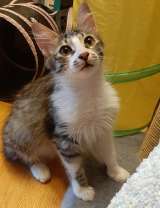 Котёнок Брутал в добрые руки