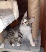 Котёнок Брутал в добрые руки