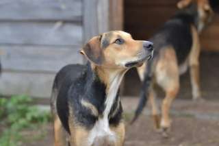 Пристраивается в добрые руки метис русской гончей Гордон