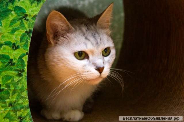 Метис британца кошка Джоли в добрые руки