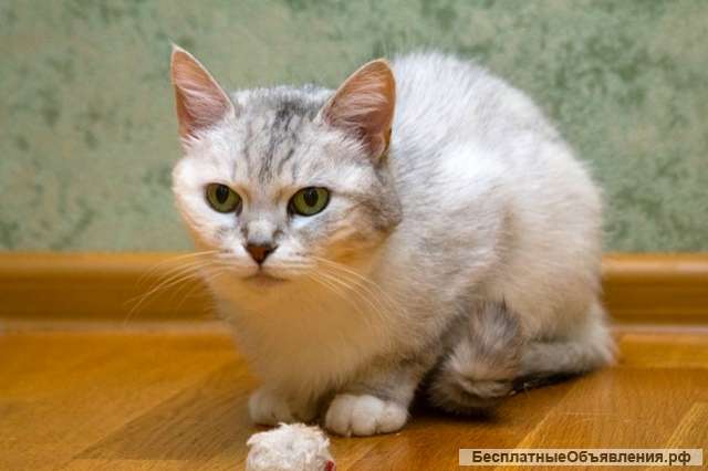 Метис британца кошка Джоли в добрые руки