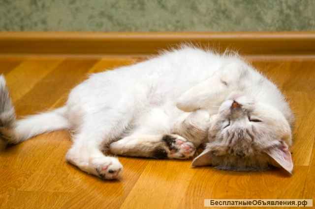 Метис британца кошка Джоли в добрые руки