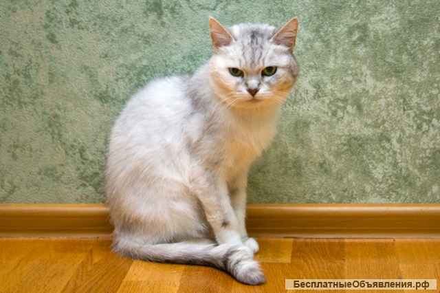 Метис британца кошка Джоли в добрые руки