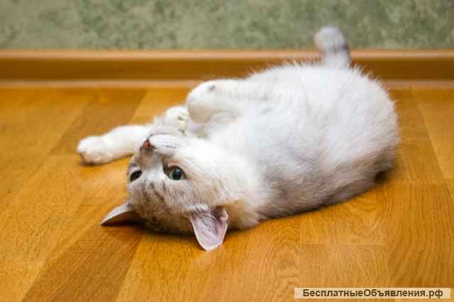 Метис британца кошка Джоли в добрые руки