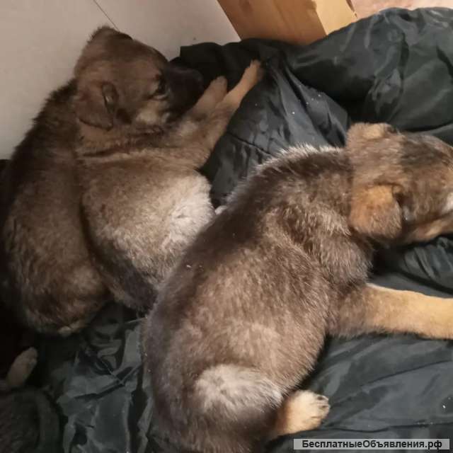 Отдам в добрый руки