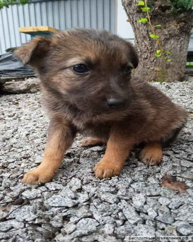 Отдам в добрый руки