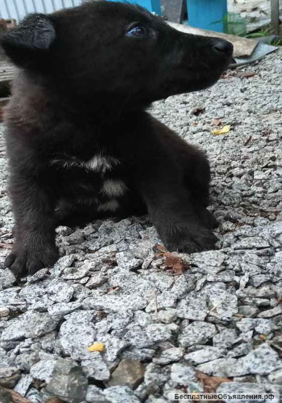 Отдам в добрый руки