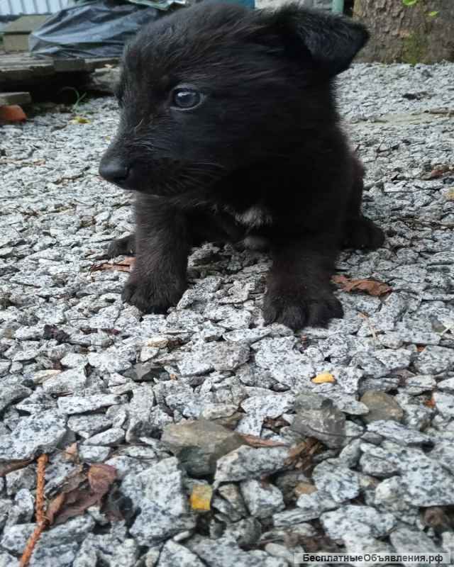 Отдам в добрый руки