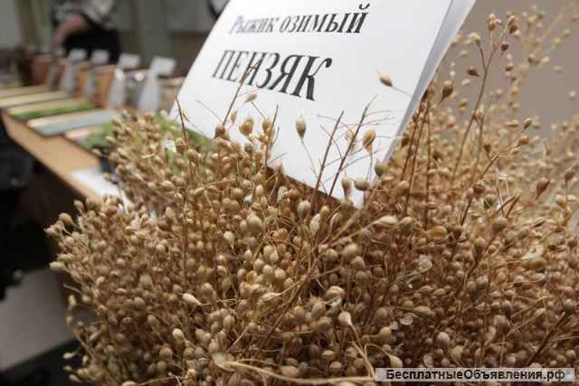 Рапс озимый, Рыжик озимый