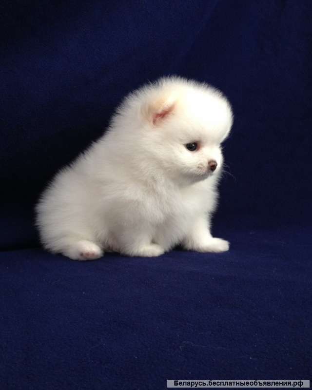 Померанский шпиц-щенки