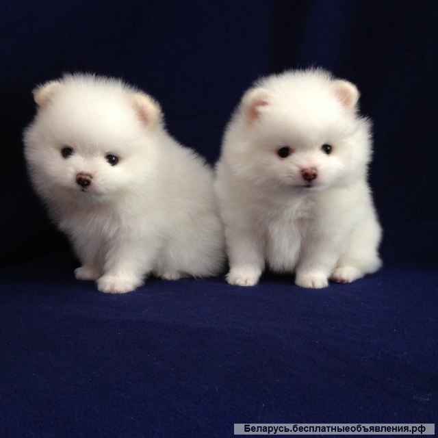 Померанский шпиц-щенки