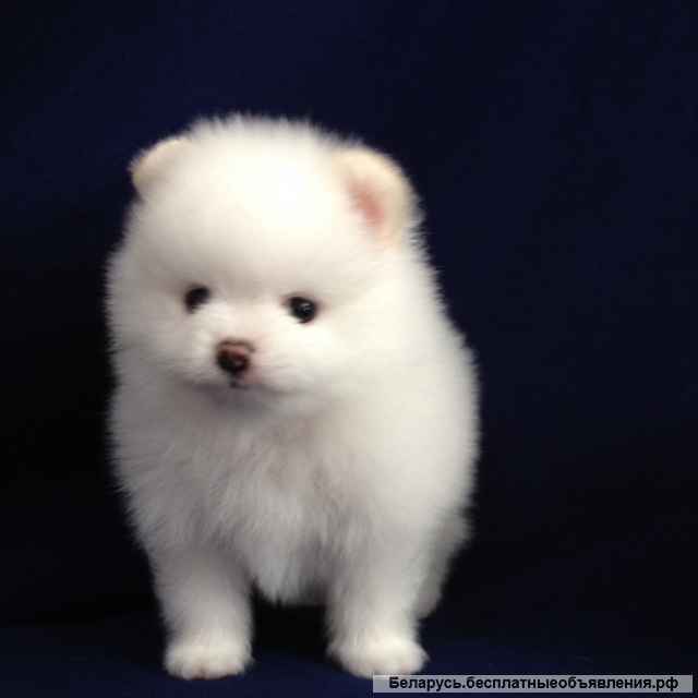 Померанский шпиц-щенки
