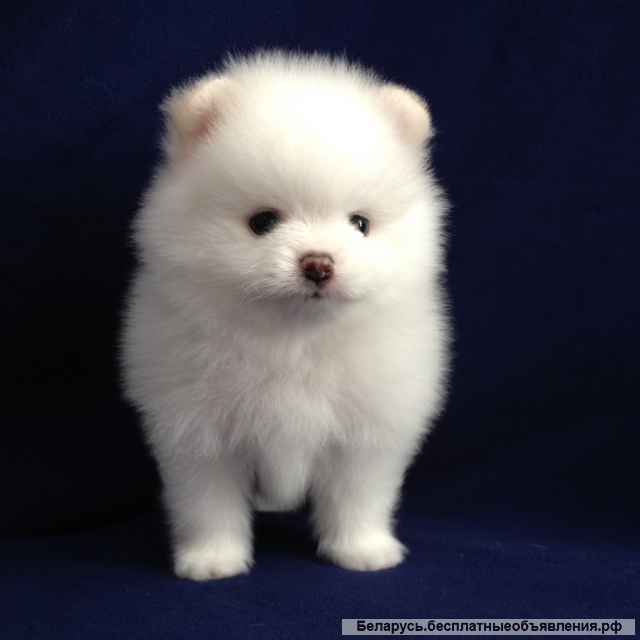 Померанский шпиц-щенки