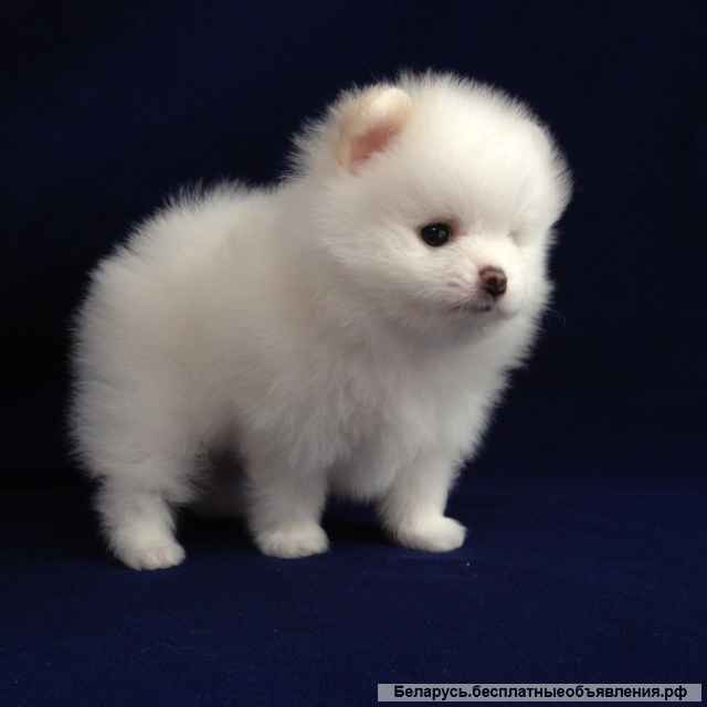 Померанский шпиц-щенки