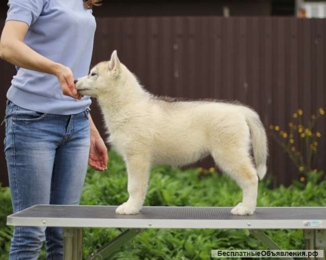 Сибирский хаски сука (питомник)