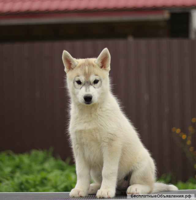 Сибирский хаски сука (питомник)
