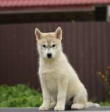 Сибирский хаски сука (питомник)