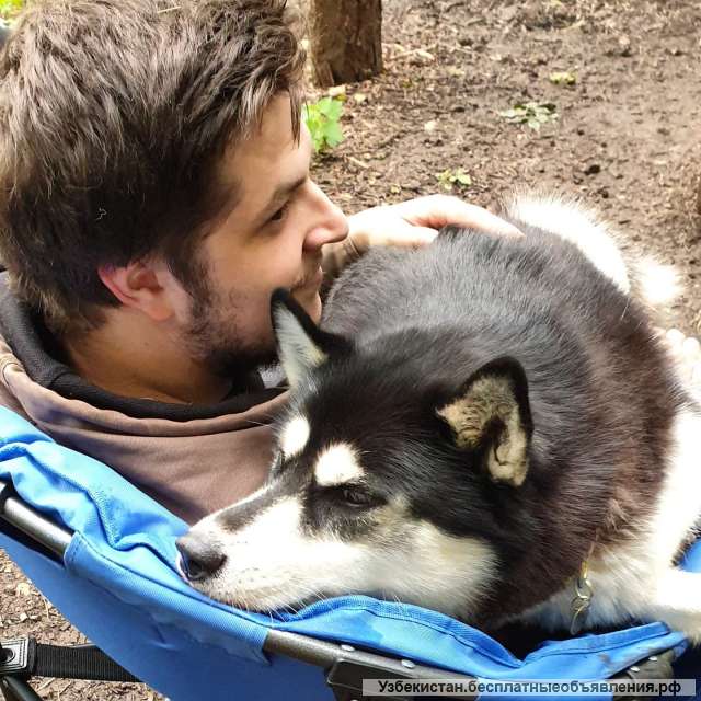 Чистокровные сибирские хаски