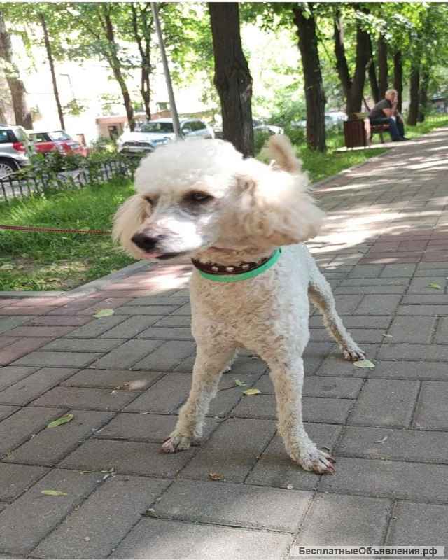 Красавец пес без недостатков Гоша в добрые руки