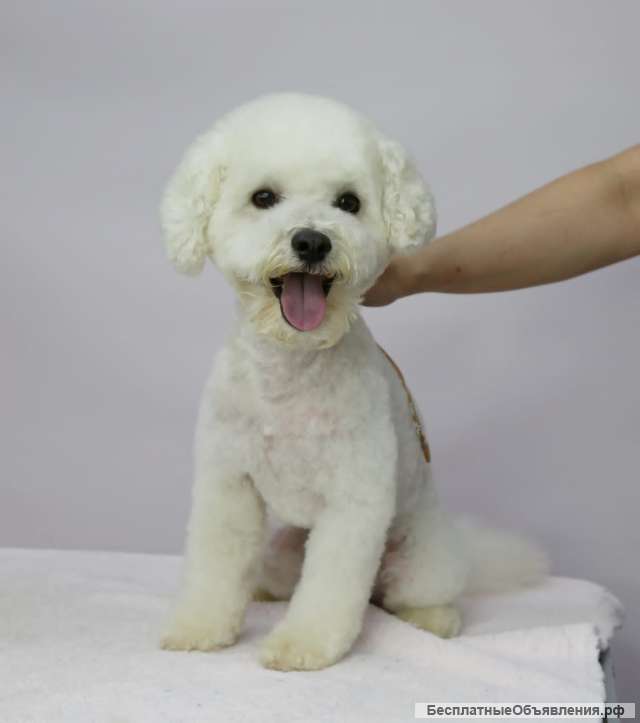 Веселый красавец пёс Тоша в добрые руки