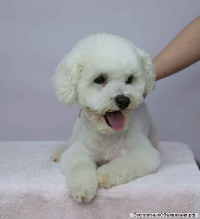 Веселый красавец пёс Тоша в добрые руки