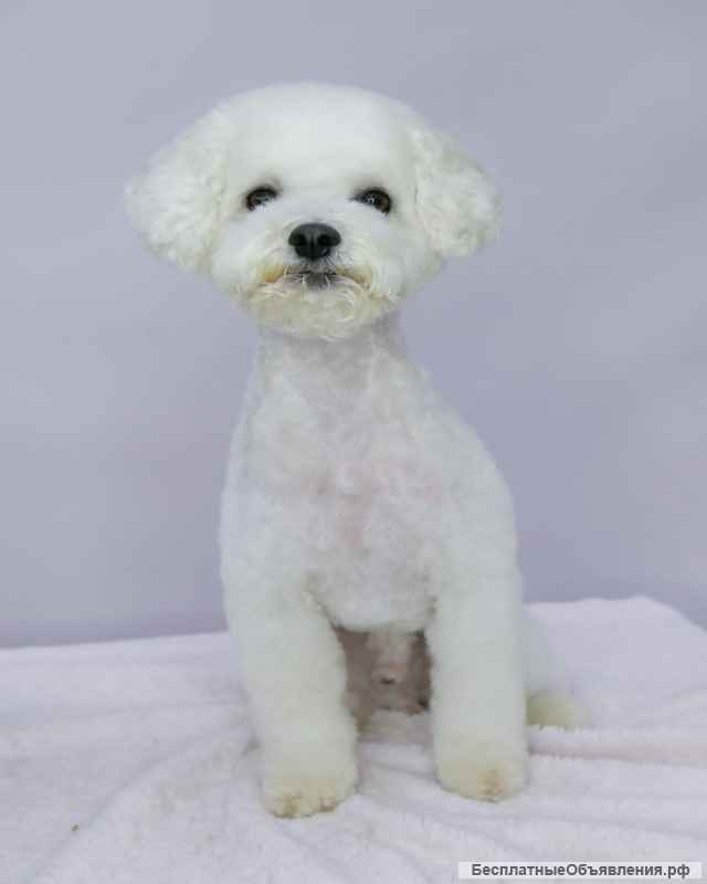 Веселый красавец пёс Тоша в добрые руки