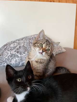 Котята ищут любящих и заботливых хозяев