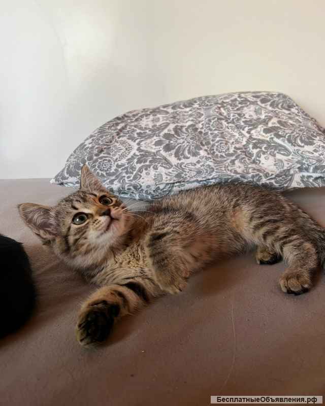 Котята ищут любящих и заботливых хозяев