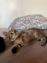 Котята ищут любящих и заботливых хозяев