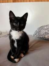 Котята ищут любящих и заботливых хозяев