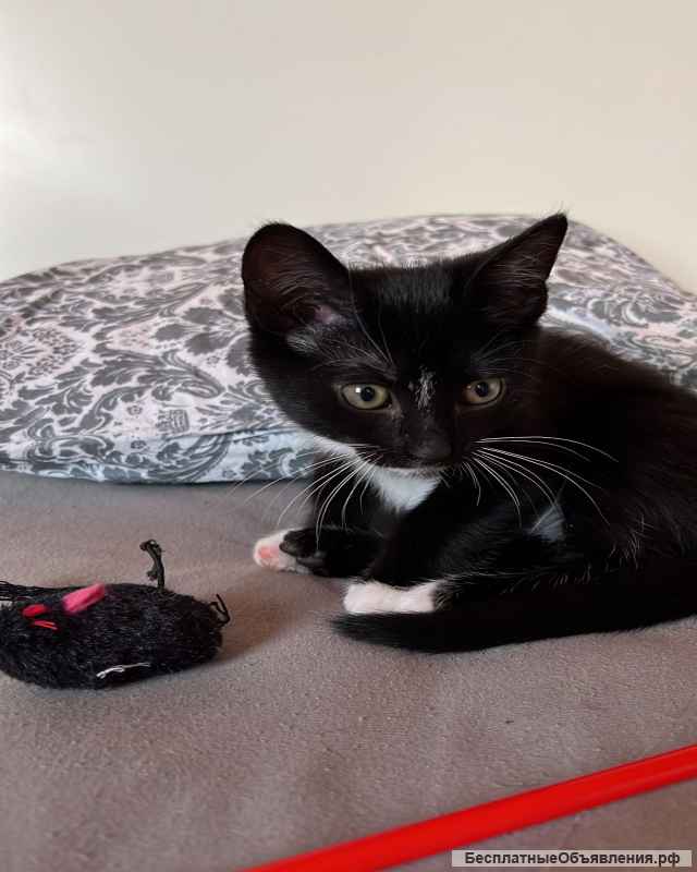 Котята ищут любящих и заботливых хозяев