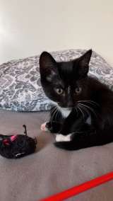 Котята ищут любящих и заботливых хозяев